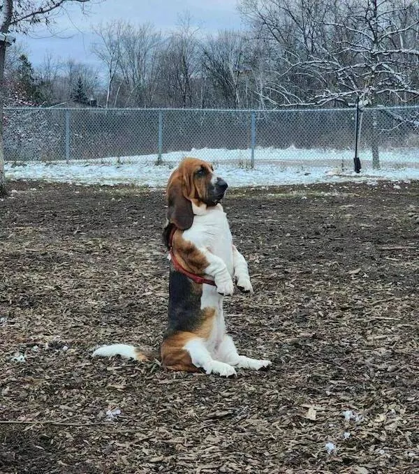 Guaranteed laughter the playful antics of these animals - #29 