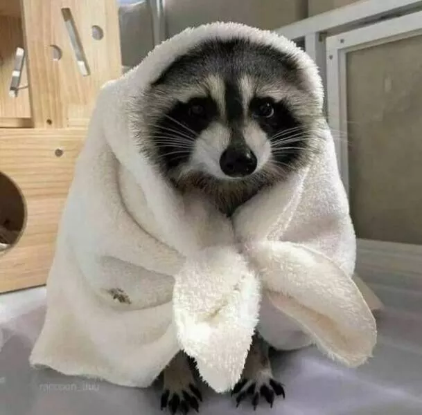 Rires assures les faceties amusantes de ces animaux - #30 