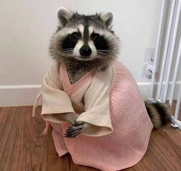Rires assures les faceties amusantes de ces animaux - #32 