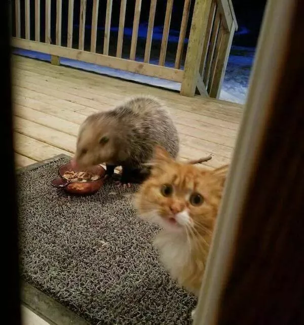Guaranteed laughter the playful antics of these animals - #34 