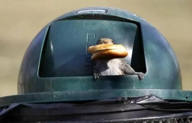 Guaranteed laughter the playful antics of these animals - #35 