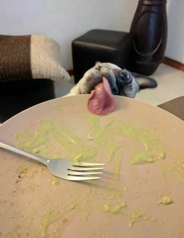 Guaranteed laughter the playful antics of these animals - #36 