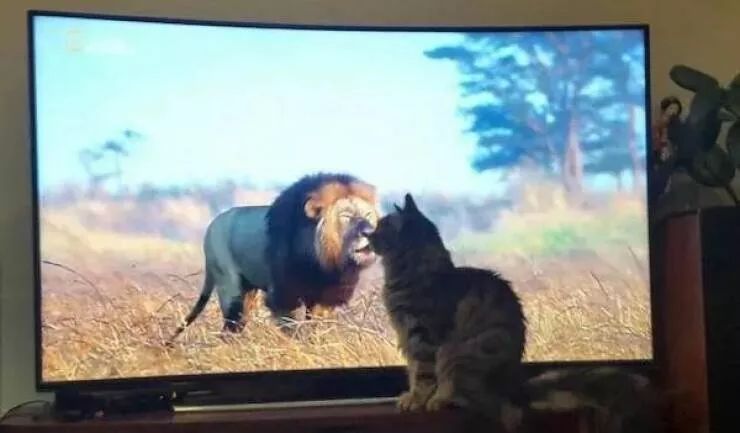 Rires assures les faceties amusantes de ces animaux - #37 
