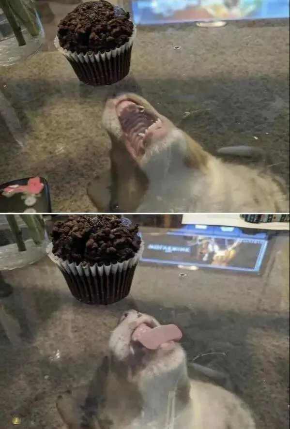Guaranteed laughter the playful antics of these animals - #39 