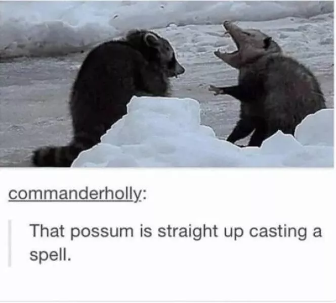 Guaranteed laughter the playful antics of these animals - #42  Guaranteed laughter the playful antics of these animals - #42