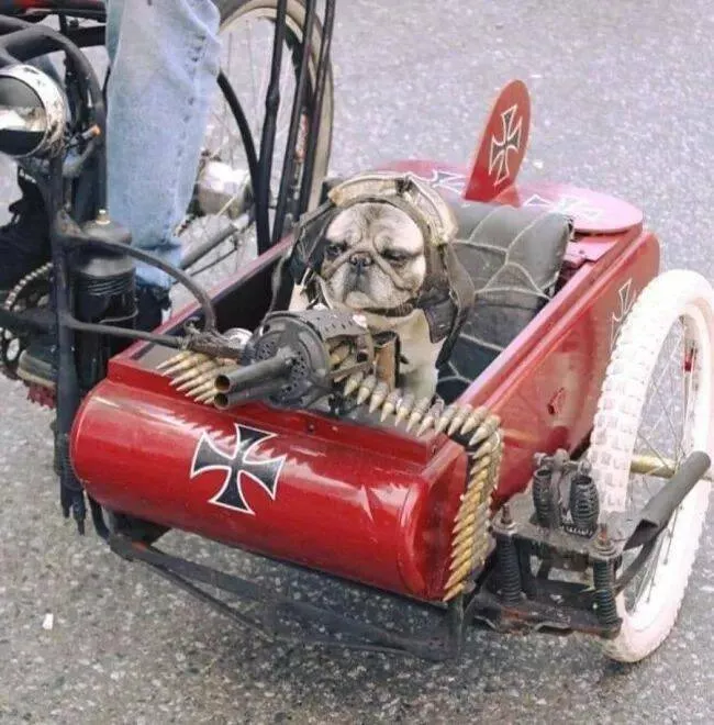 Guaranteed laughter the playful antics of these animals - #43  Guaranteed laughter the playful antics of these animals - #43