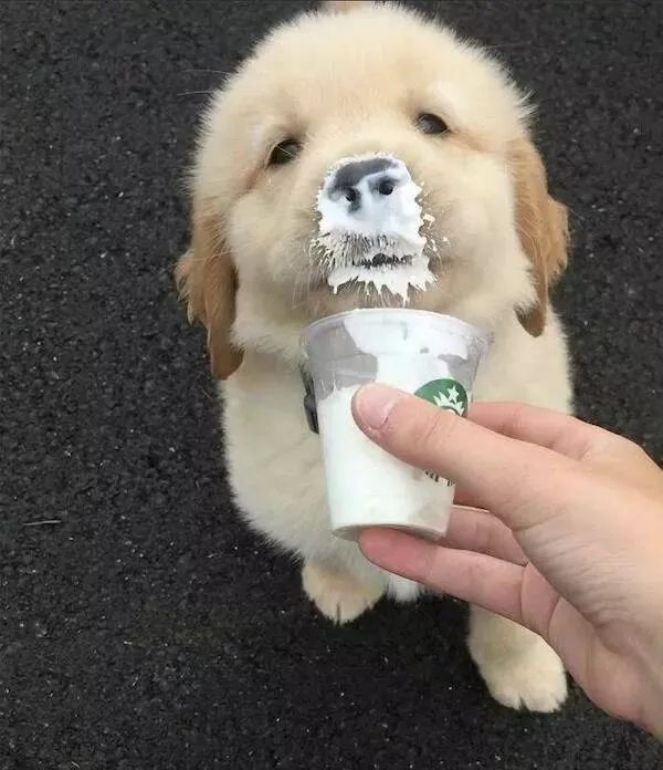 Guaranteed laughter the playful antics of these animals - #44  Guaranteed laughter the playful antics of these animals - #44