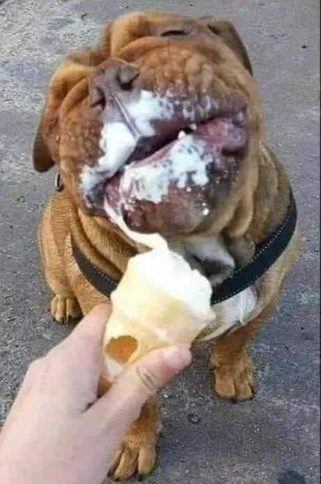 Guaranteed laughter the playful antics of these animals - #47  Guaranteed laughter the playful antics of these animals - #47