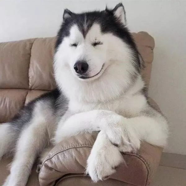 Rires assures les faceties amusantes de ces animaux - #7 