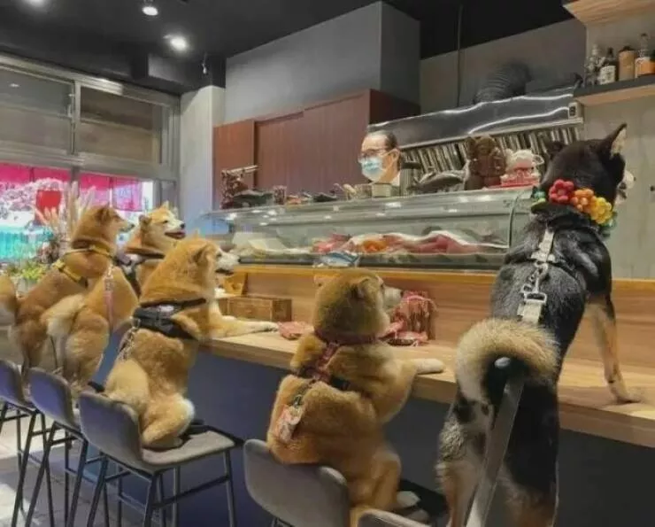 Rires assures les faceties amusantes de ces animaux - #8 