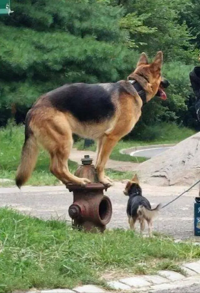 Guaranteed laughter the playful antics of these animals - #9 