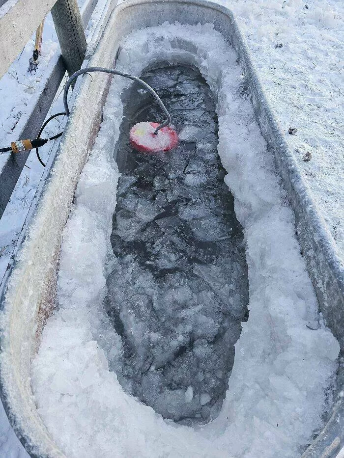 Gel hivernal les canadiens partagent des instantanes glaciaux de lhiver - #13 Températures de -50 °C / -58 °F en Alberta, Canada, et le chauffe-eau pour le bétail ne peut pas suivre