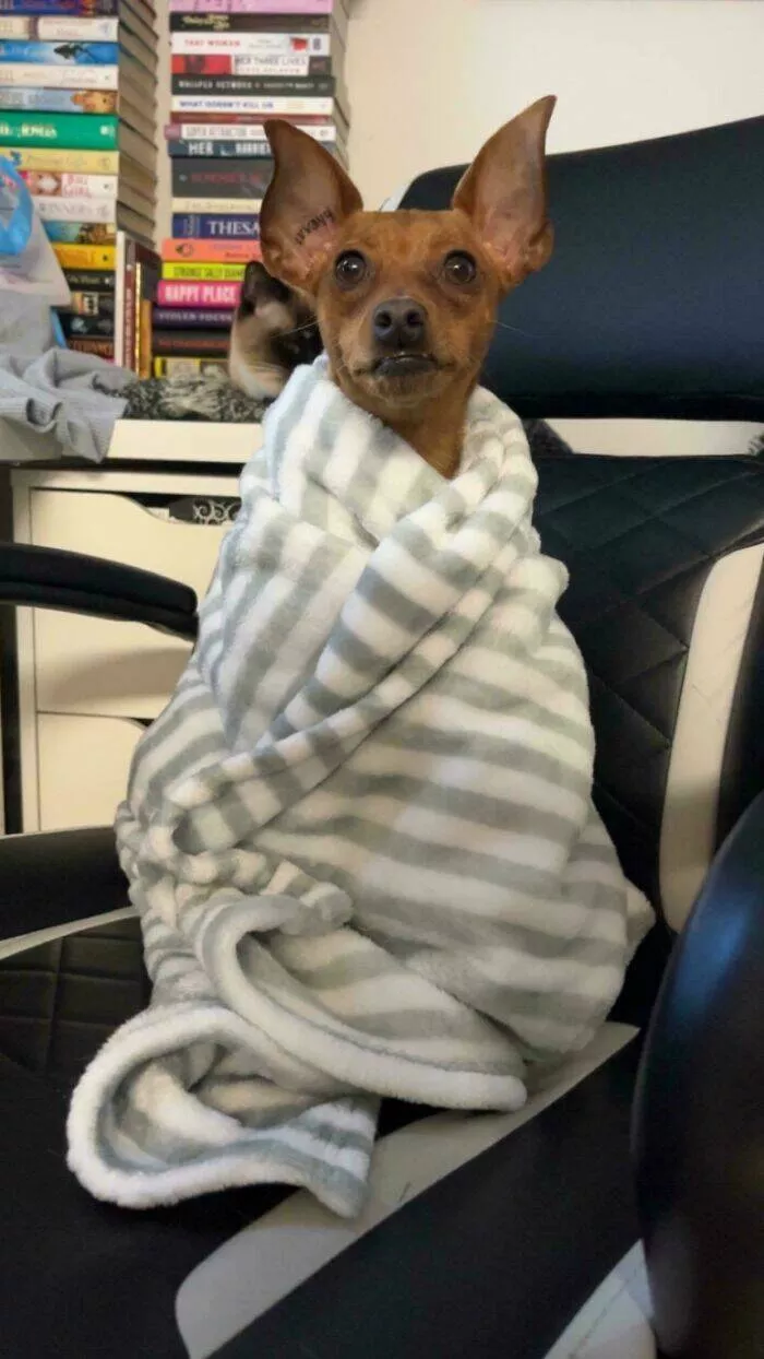 Winter freeze canadians share icy snapshots of winter - #20 It's tough being a Min Pin during winter in Canada