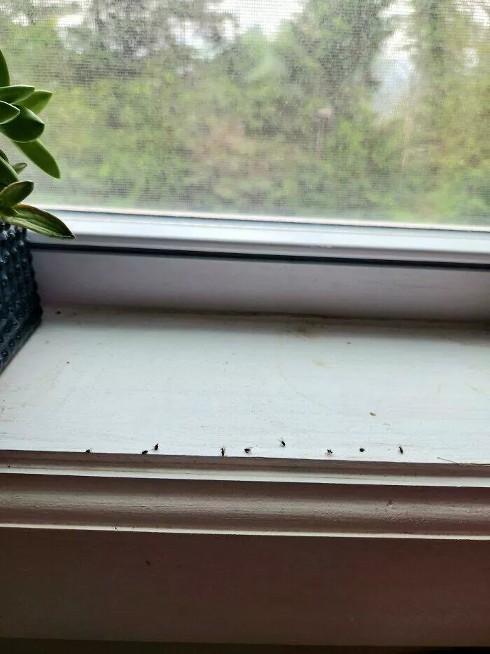 Frustration unleashed partners hilariously incompetent moments go viral - #32 My Husband Leaves the Dead Bodies of Bugs Wherever He [Smashes] Them Because He Thinks It Will Keep the Other Bugs Away