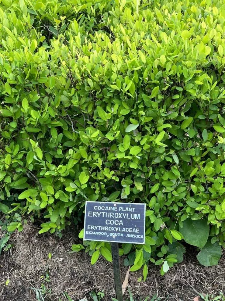 Visual marvels explore a collection of truly fascinating pictures - #13 This is what a coca plant looks like