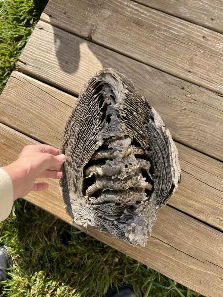 Visual marvels explore a collection of truly fascinating pictures - #28 Inside view of a wasp's nest