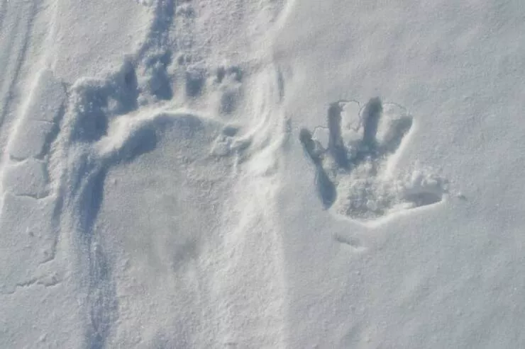 Visual marvels explore a collection of truly fascinating pictures - #37 Comparison between a polar bear's paw print and a human handprint