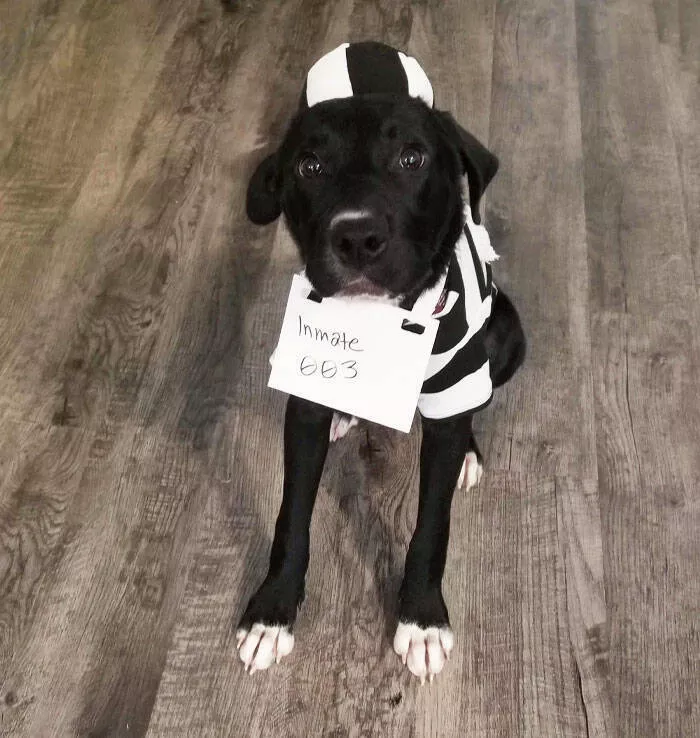 Queens of comedy partners in laughter hilarious girlfriends and wives - #13 We Cannot Keep Any More Dogs, So I Told My Wife Not to Get Attached While We Foster. I've Been Calling Him Inmate #003. Today, She Bought Him This Outfit Queens of comedy partners in laughter hilarious girlfriends and wives - #13 We Cannot Keep Any More Dogs, So I Told My Wife Not to Get Attached While We Foster. I've Been Calling Him Inmate #003. Today, She Bought Him This Outfit