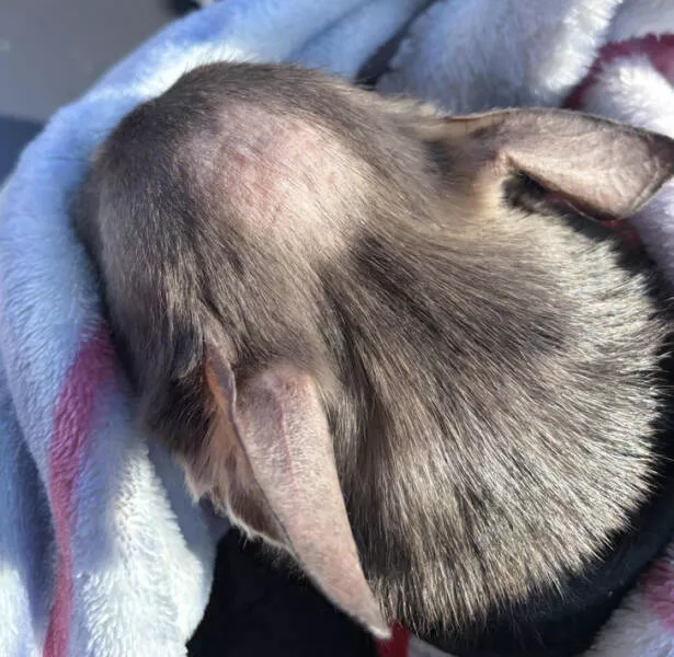 Astonishing discoveries wide eyed moments - #18 Mon Chihuahua de 10 ans souffre de calvitie masculine.