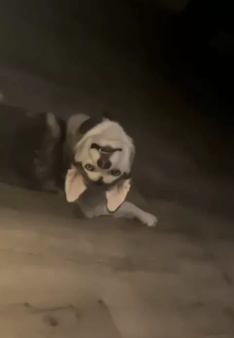 Facteur frisson capture images qui hantent limagination - #34 Quand votre chien canalise son hibou intérieur et tourne la tête à 180 degrés juste pour regarder dans votre âme. Facteur frisson capture images qui hantent limagination - #34 Quand votre chien canalise son hibou intérieur et tourne la tête à 180 degrés juste pour regarder dans votre âme.
