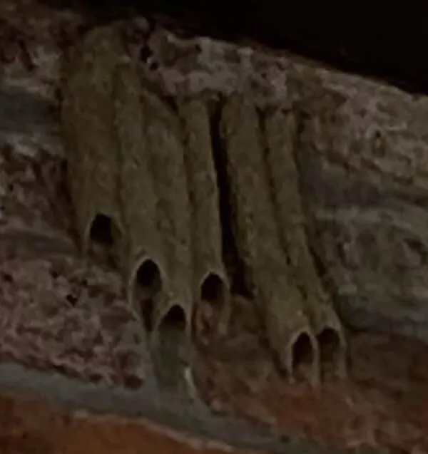 Forbidden indulgences tempting visual delights - #17 These dirt daubers have created a disgusting nest that unfortunately looks like taquitos: