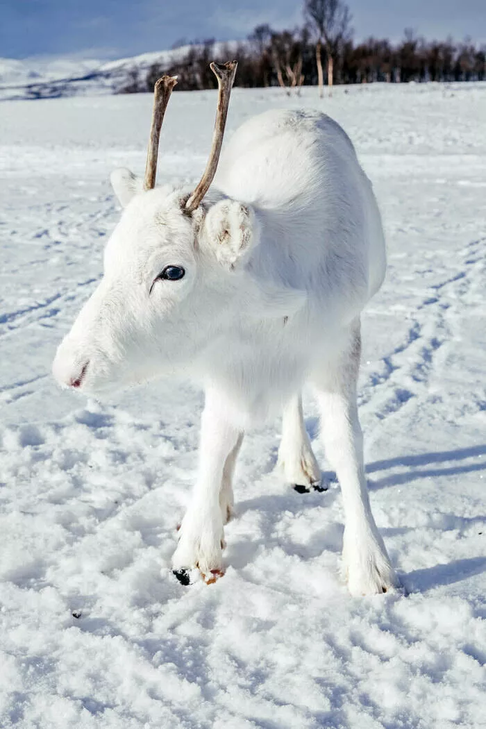 Discovering norwegian splendor captivating photos of unique beauty
