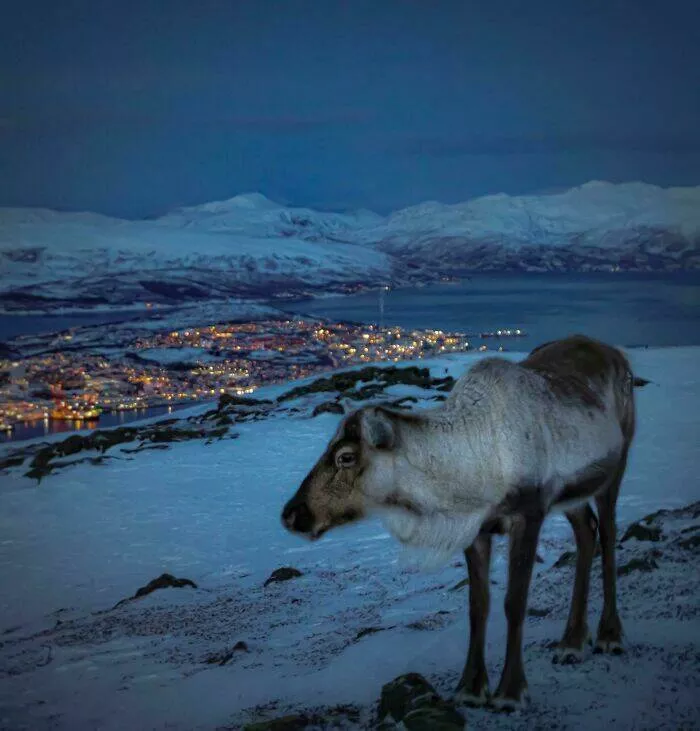 Decouvrir la splendeur norvegienne des photos captivantes mettant en valeur une beaute unique - #22 Un gardien de Troms