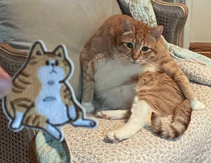 Mind bending perspectives compelling comparison photos to challenge your views - #22 Roommate Purchased a Patch That Exactly Resembles Her Cat