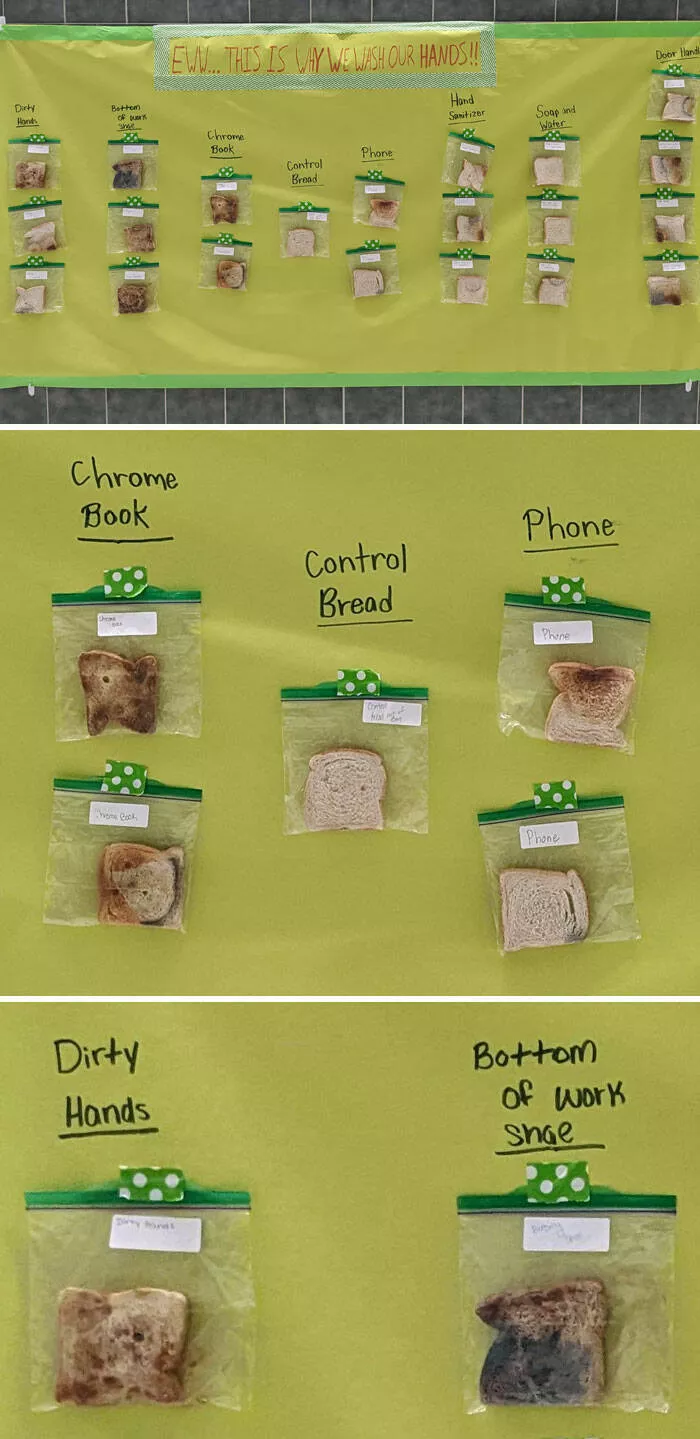Mind bending perspectives compelling comparison photos to challenge your views - #24 High School Health Class Displays Moldy Bread on the Wall to Emphasize Hand and Phone Washing