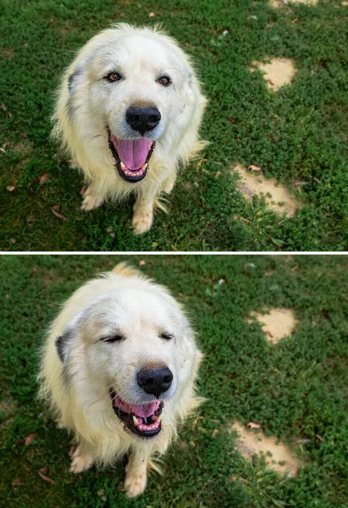 Mind bending perspectives compelling comparison photos to challenge your views - #26 Before and After Saying Good Boy
