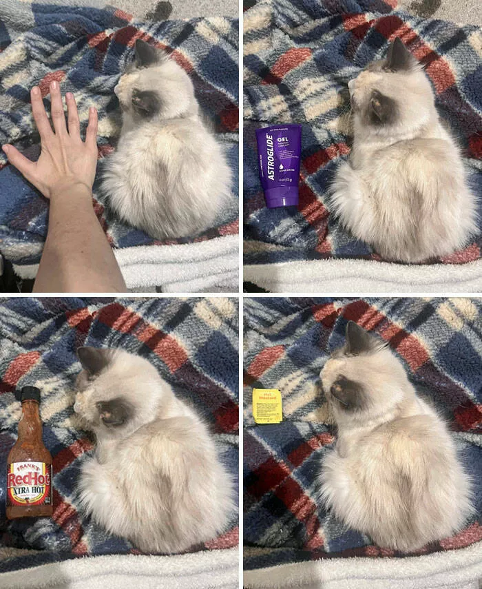 Mind bending perspectives compelling comparison photos to challenge your views - #32 My Grown 2.5-Year-Old Cat Is Still Very Tiny
