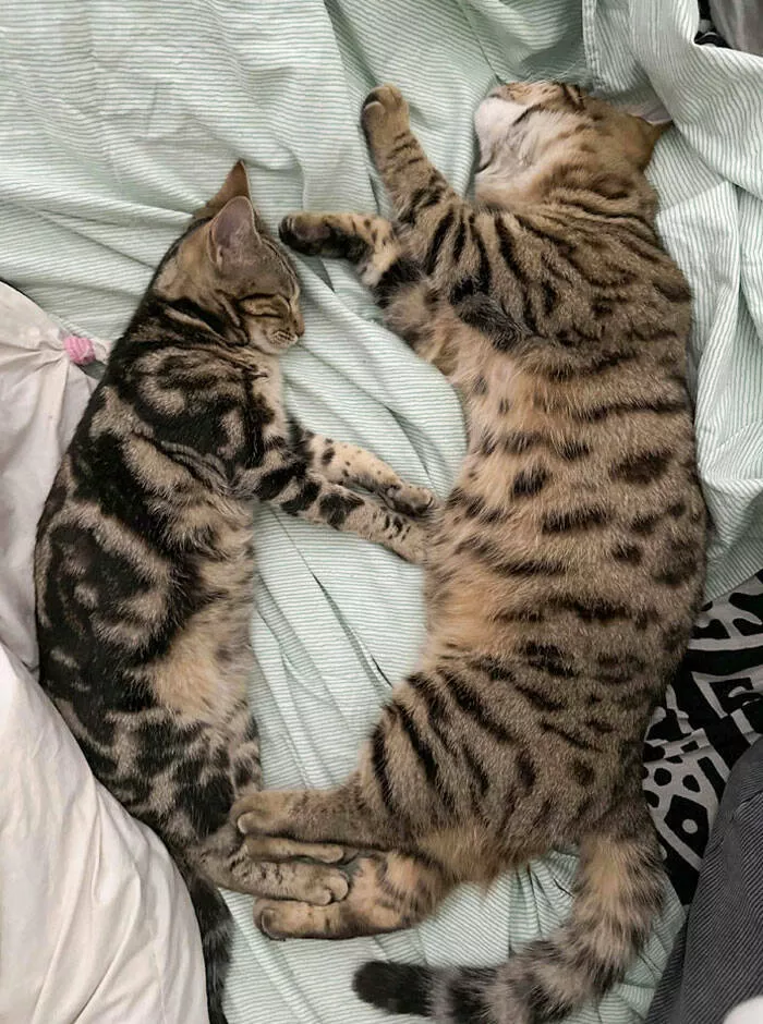 Mind bending perspectives compelling comparison photos to challenge your views - #7 The Size Discrepancy Between Brother and Sister of the Same Litter