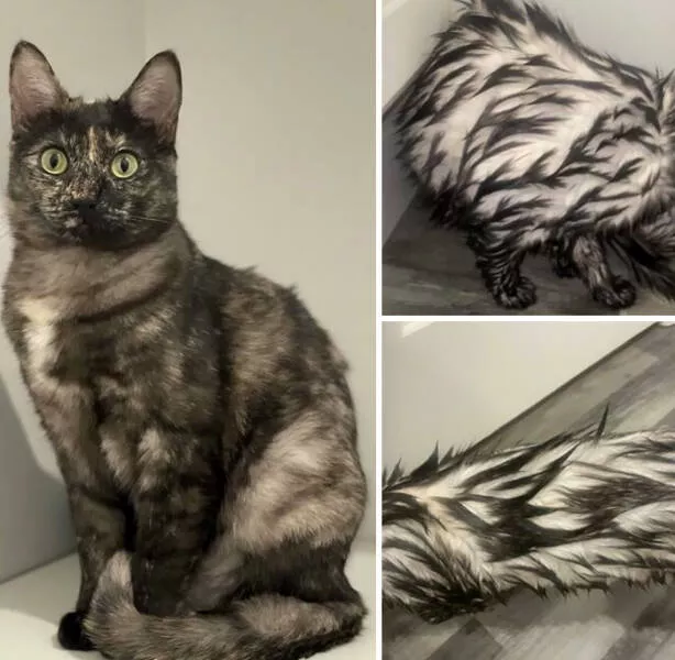 Mind bending perspectives compelling comparison photos to challenge your views - #9 Normal vs. Wet Look of My Cat (Smoke Tortie)