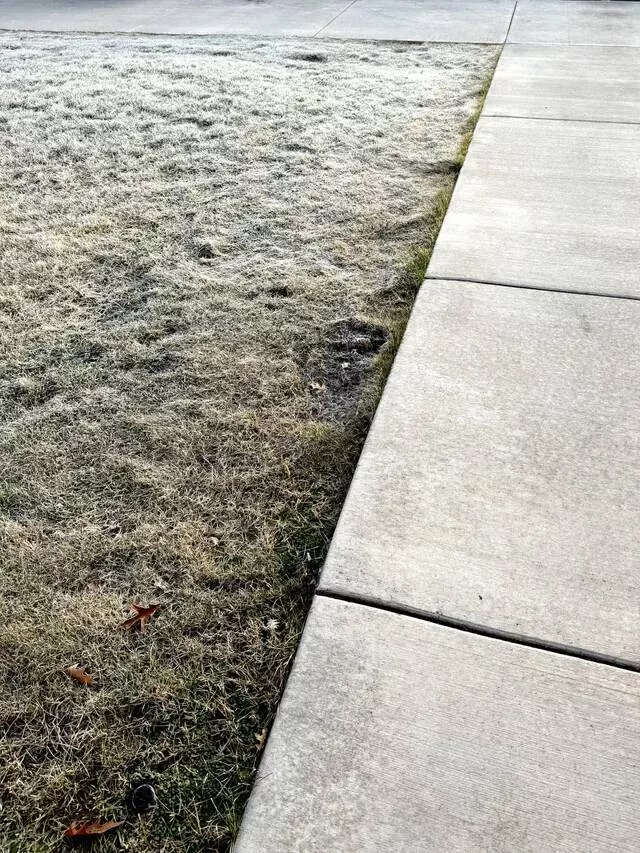 Subtle allure exploring the charm of mildly interesting moments - #15 Heated sidewalk at my work is keeping the grass alive in the middle of winter.