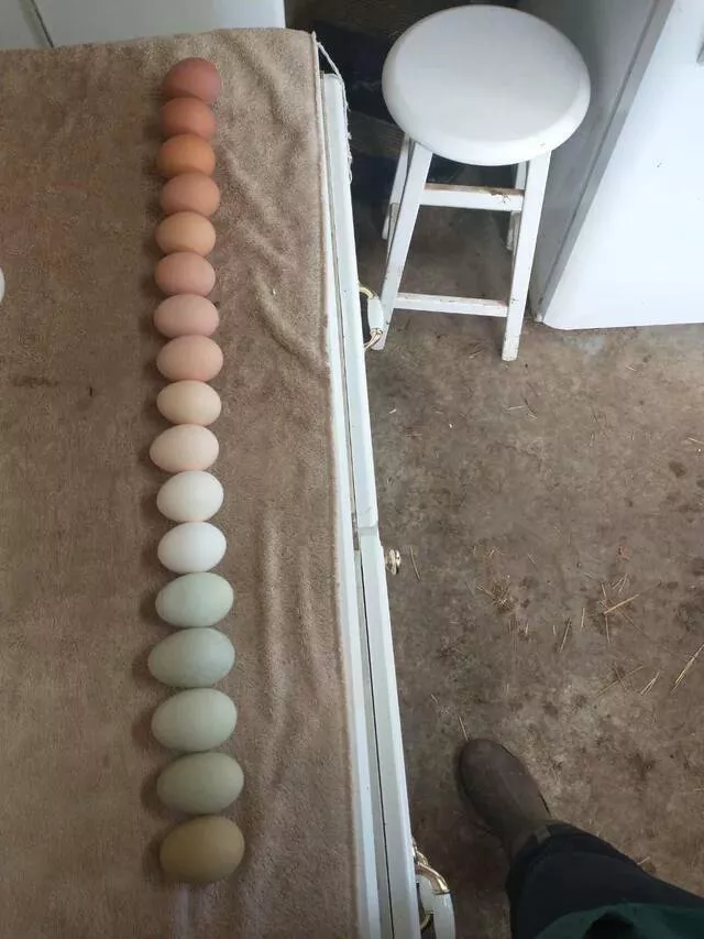 Subtle allure exploring the charm of mildly interesting moments - #24 The range of colors in my sister's chickens' eggs.