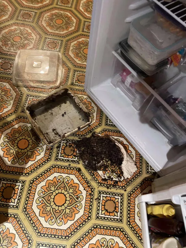 Calamites comiques recits hilarants de gens ayant une journee difficile - #19 J'ai vécu un moment à la Kevin avec le chili hier soir quand j'ai renversé tout mon plat de dessert sur le sol de la cuisine.