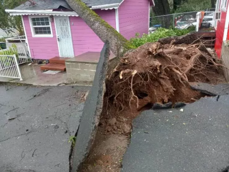 Comic calamities hilarious tales of navigating a rough day - #30 This storm uprooted a tree, then blew it over my neighbor's house.
