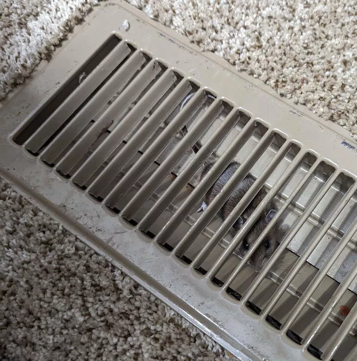 Incredible coincidences beyond belief and undeniably true - #13 I caught a mouse by closing my air vent and then released it.