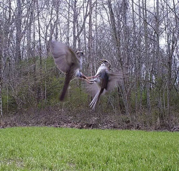 Coincidences incroyables au dela de la croyance et indeniablement vraies - #14 Mon appareil photo a capturé le moment exact où ces oiseaux se sont rencontrés en plein vol.