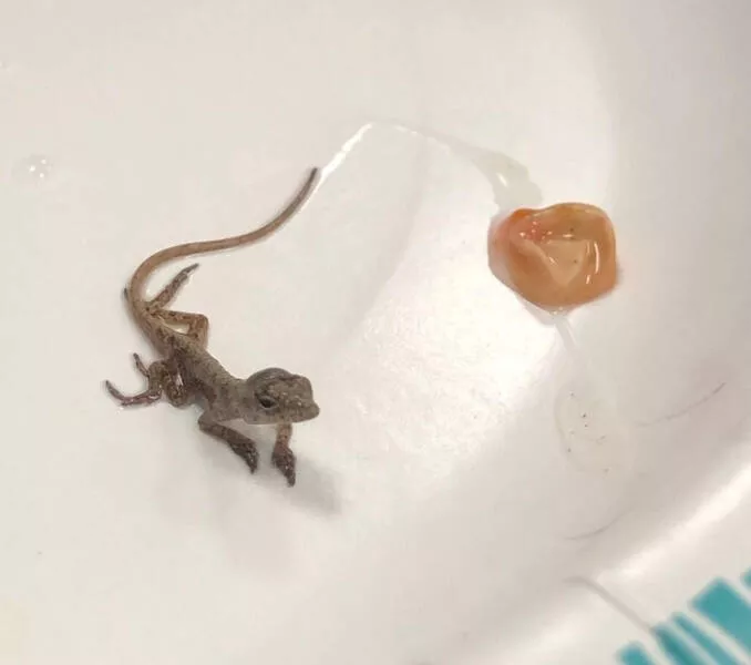 Incredible coincidences beyond belief and undeniably true - #3 Gifted a Bonsai tree, found an egg near the trunk. And this little one hatched from it today.