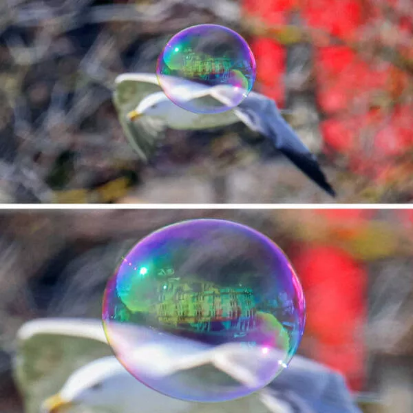 Coincidences incroyables au dela de la croyance et indeniablement vraies - #4 Je prenais des photos de mouettes en mode autofocus, espérant des prises d'action nettes.