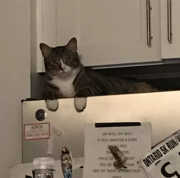 Coincidences incroyables au dela de la croyance et indeniablement vraies - #7 Les moufles de mon chat s'alignent parfaitement avec le haut du réfrigérateur.