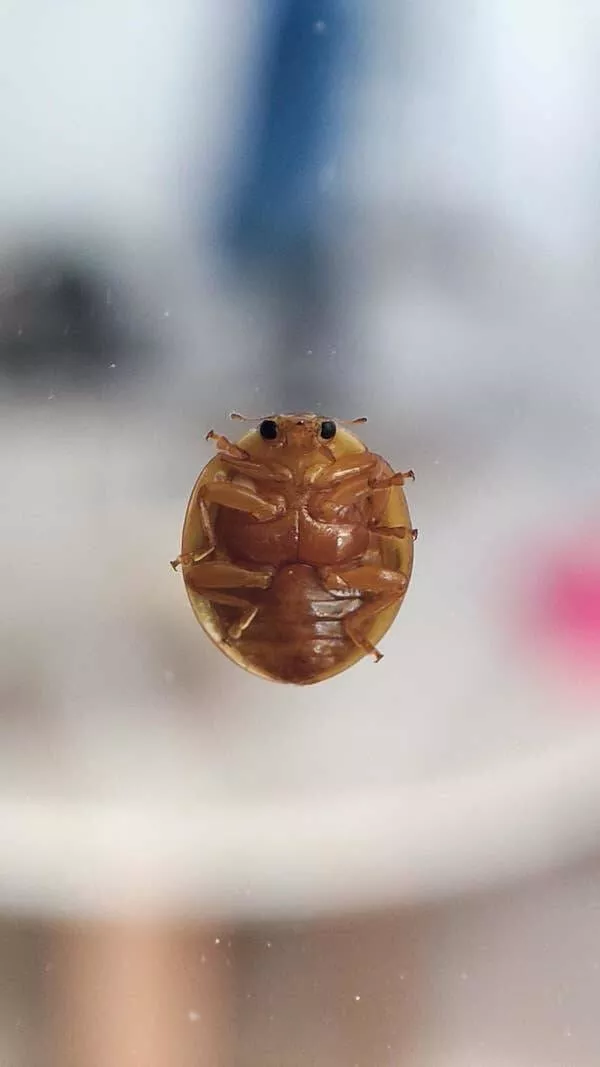 Fascination devoilee captures captivantes dans une galerie de photos vraiment envoutantes - #16 Voici à quoi ressemble l'AUTRE côté d'une coccinelle :