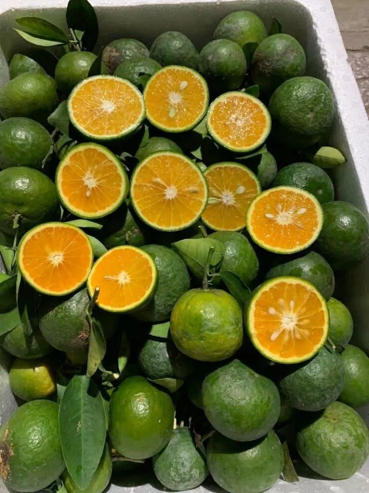 Fascination unleashed captivating captures in a gallery of truly mesmerizing photos - #21 Oranges exhibit green skin in specific climates, yet curiously, they aren't referred to as 