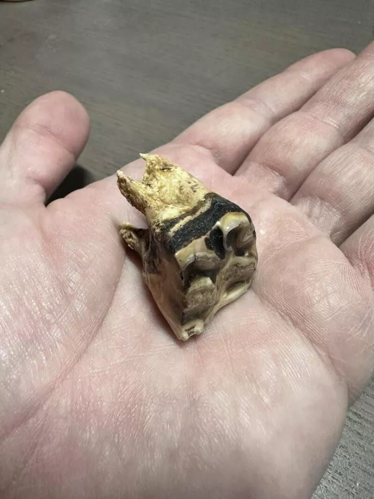 Fascination unleashed captivating captures in a gallery of truly mesmerizing photos - #30 This is the appearance of a 30-year-old horse's tooth: