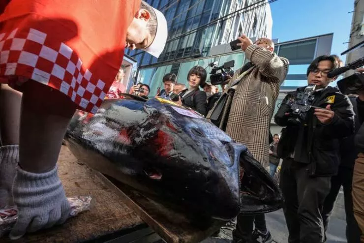 Fascination devoilee captures captivantes dans une galerie de photos vraiment envoutantes - #31 Le mois dernier, ce thon de 500 livres a été vendu pour près de 800 000 $ lors d'une vente aux enchères à Tokyo: