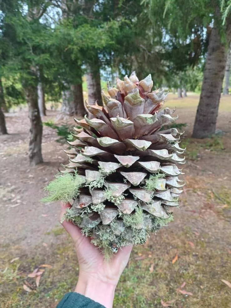 Fascination unleashed captivating captures in a gallery of truly mesmerizing photos - #32 Pine cones, it turns out, can be impressively large: