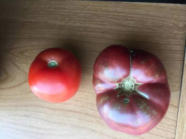 Fascination devoilee captures captivantes dans une galerie de photos vraiment envoutantes - #5 Voici à quoi ressemble une tomate moderne à côté d'une tomate cultivée avec des graines vieilles de 150 ans :