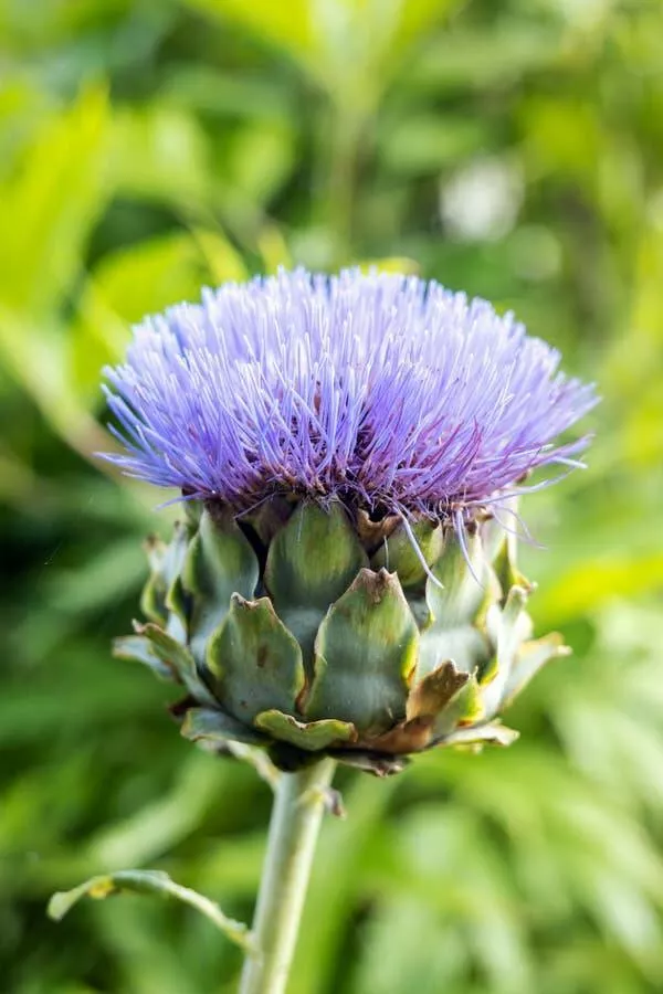 Fascination devoilee captures captivantes dans une galerie de photos vraiment envoutantes - #9 Les artichauts peuvent être magnifiques s'ils sont laissés en fleurs :