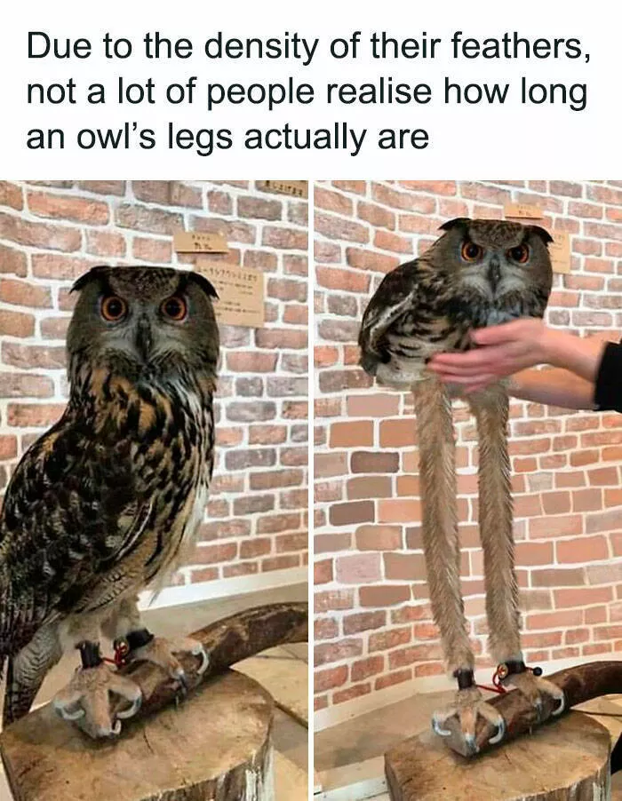 Feathered humor chirp worthy chuckles in the best bird memes